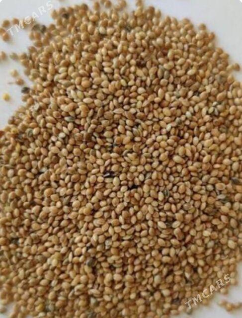 Gus imleri kunjuleri - Aşgabat - img 4