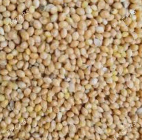 Gus imleri kunjuleri - Aşgabat - img 3