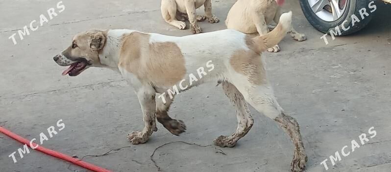 Aždar - Чарджоу - img 1