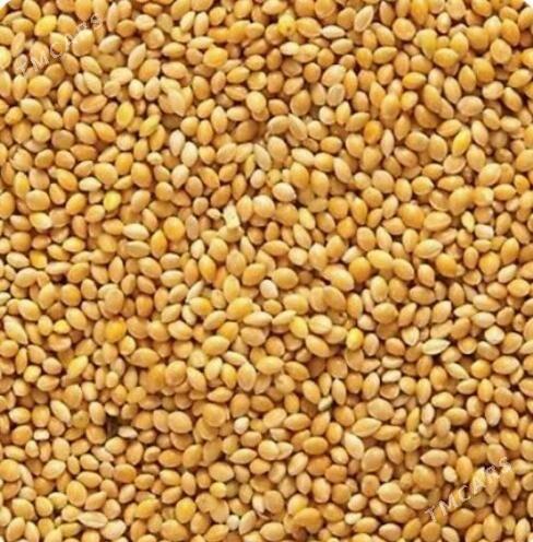 Gus imleri kunjuleri - Aşgabat - img 5