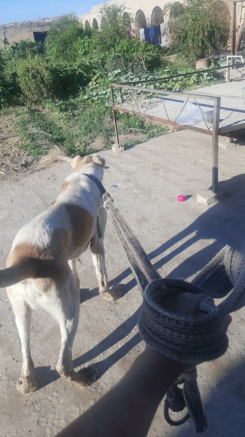 Aždar - Чарджоу - img 4