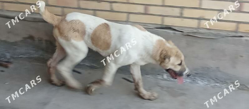 Aždar - Чарджоу - img 3