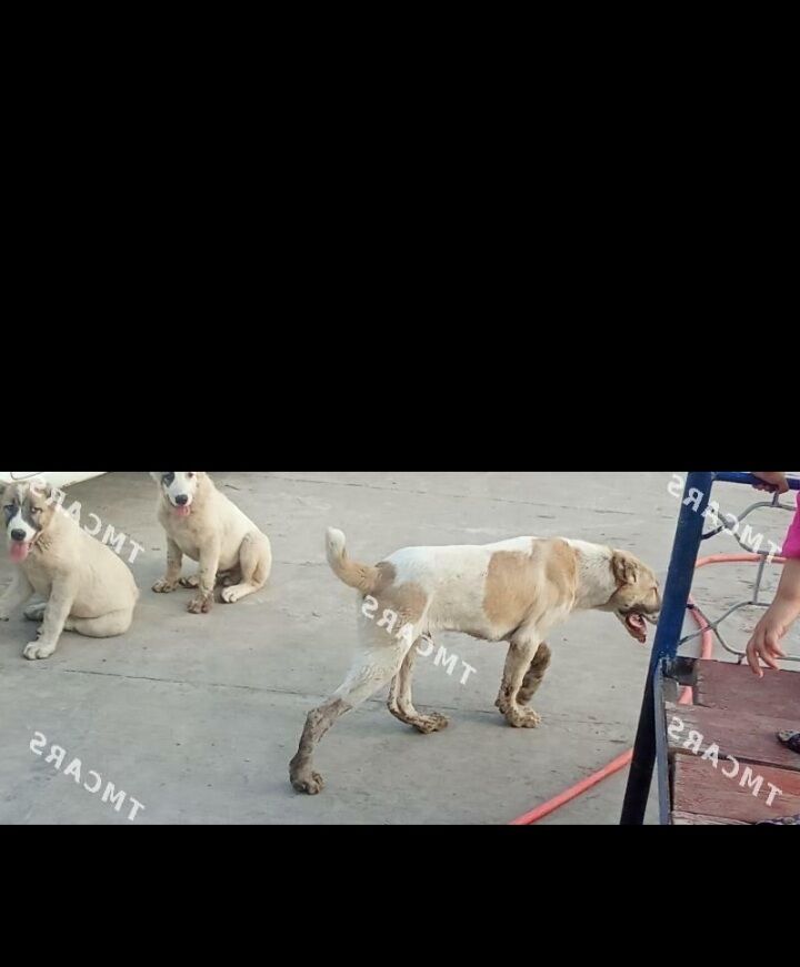 Aždar - Чарджоу - img 2