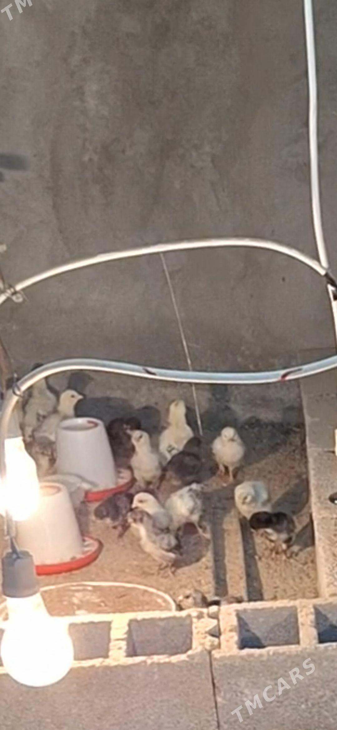 gok yumurtgan̈ jüjeleri - Gökdepe - img 1