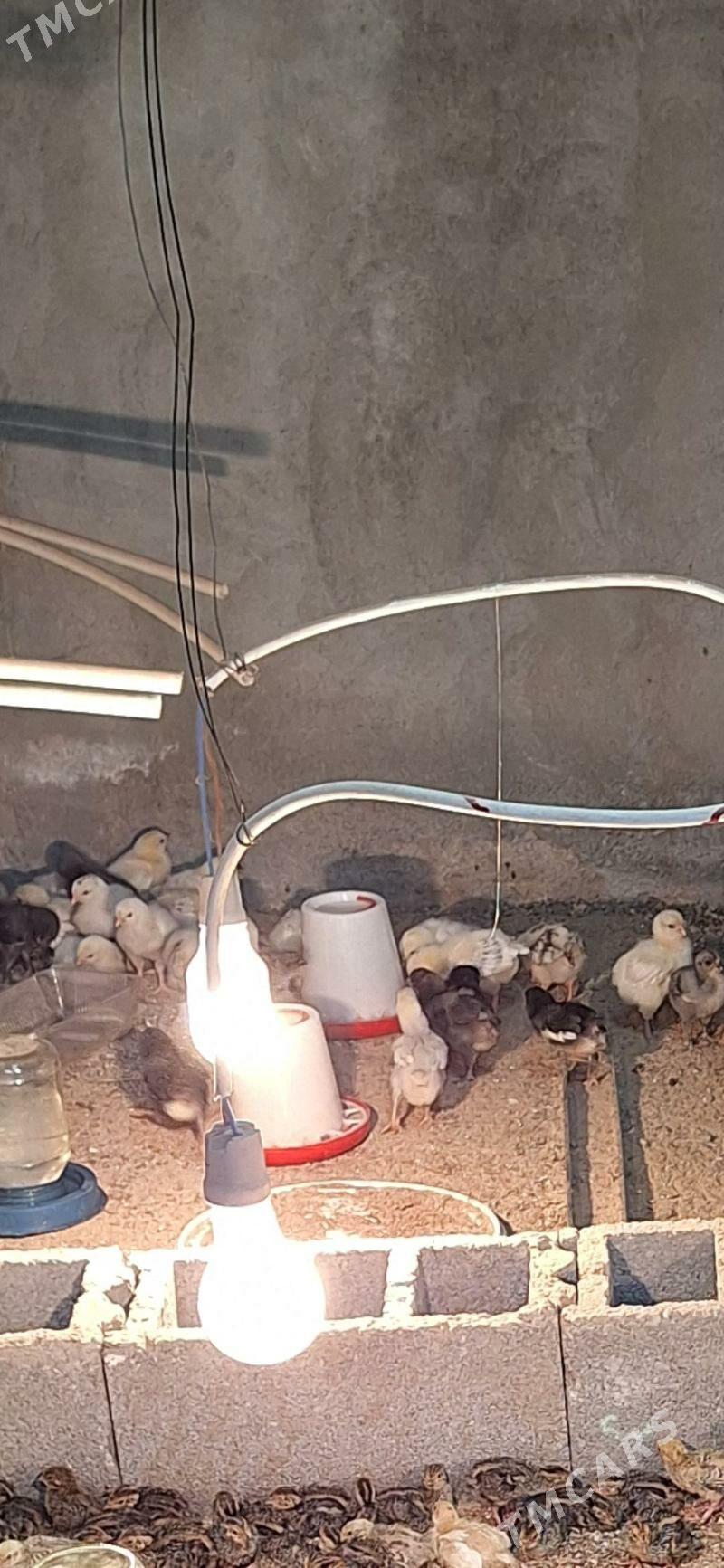 gok yumurtgan̈ jüjeleri - Gökdepe - img 2