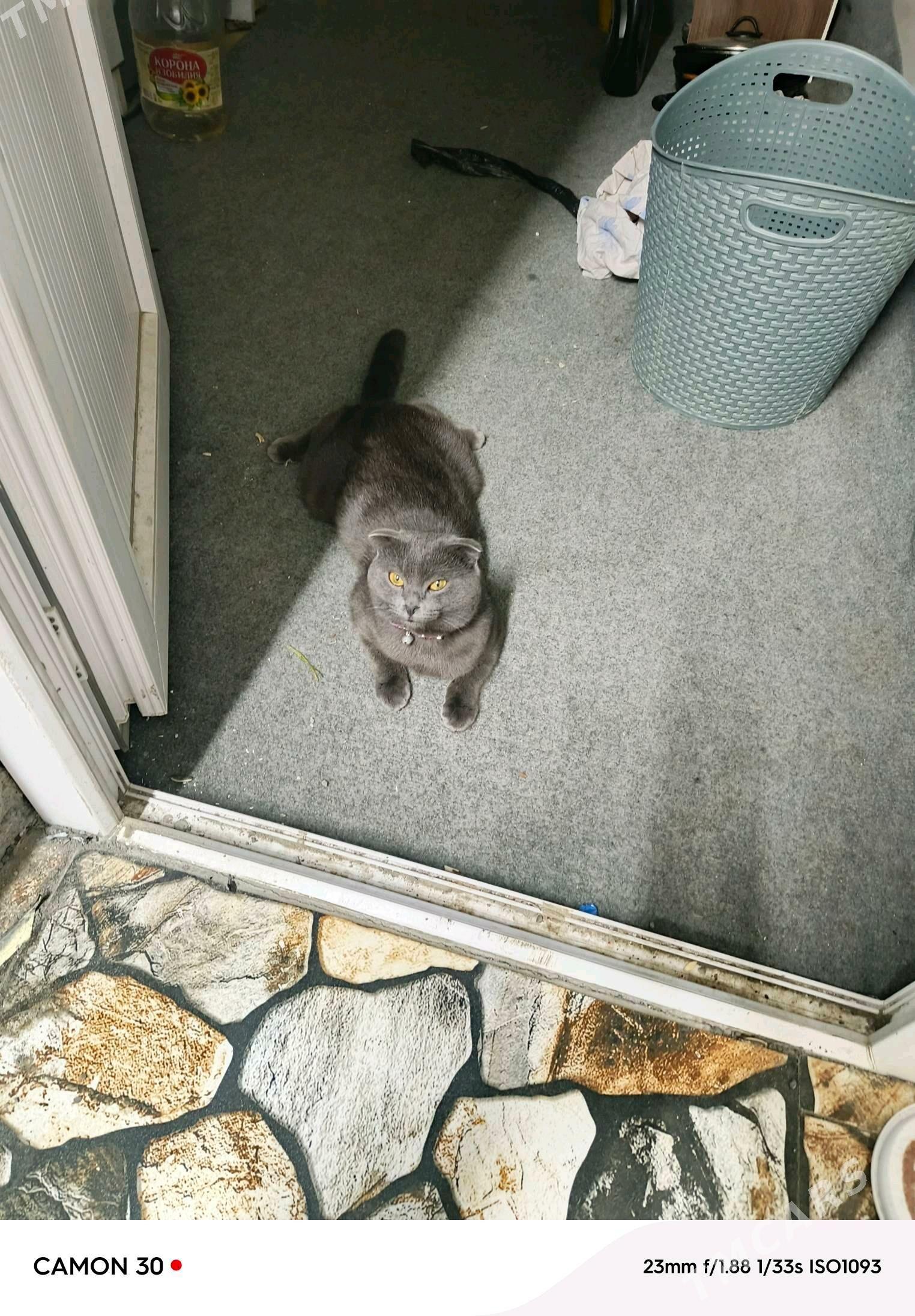 веслоухий кот - Garadamak Şor - img 2