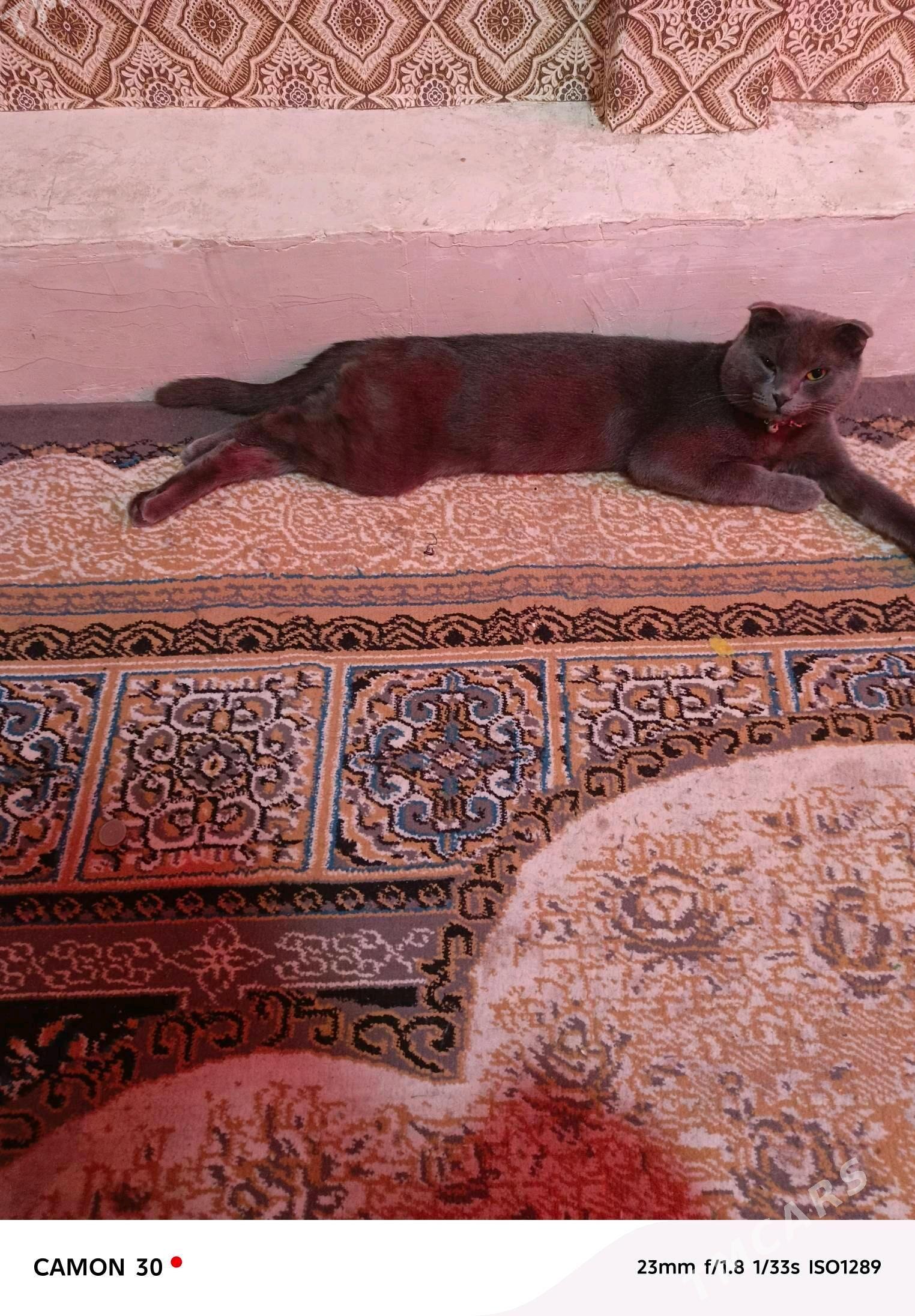 веслоухий кот - Garadamak Şor - img 3