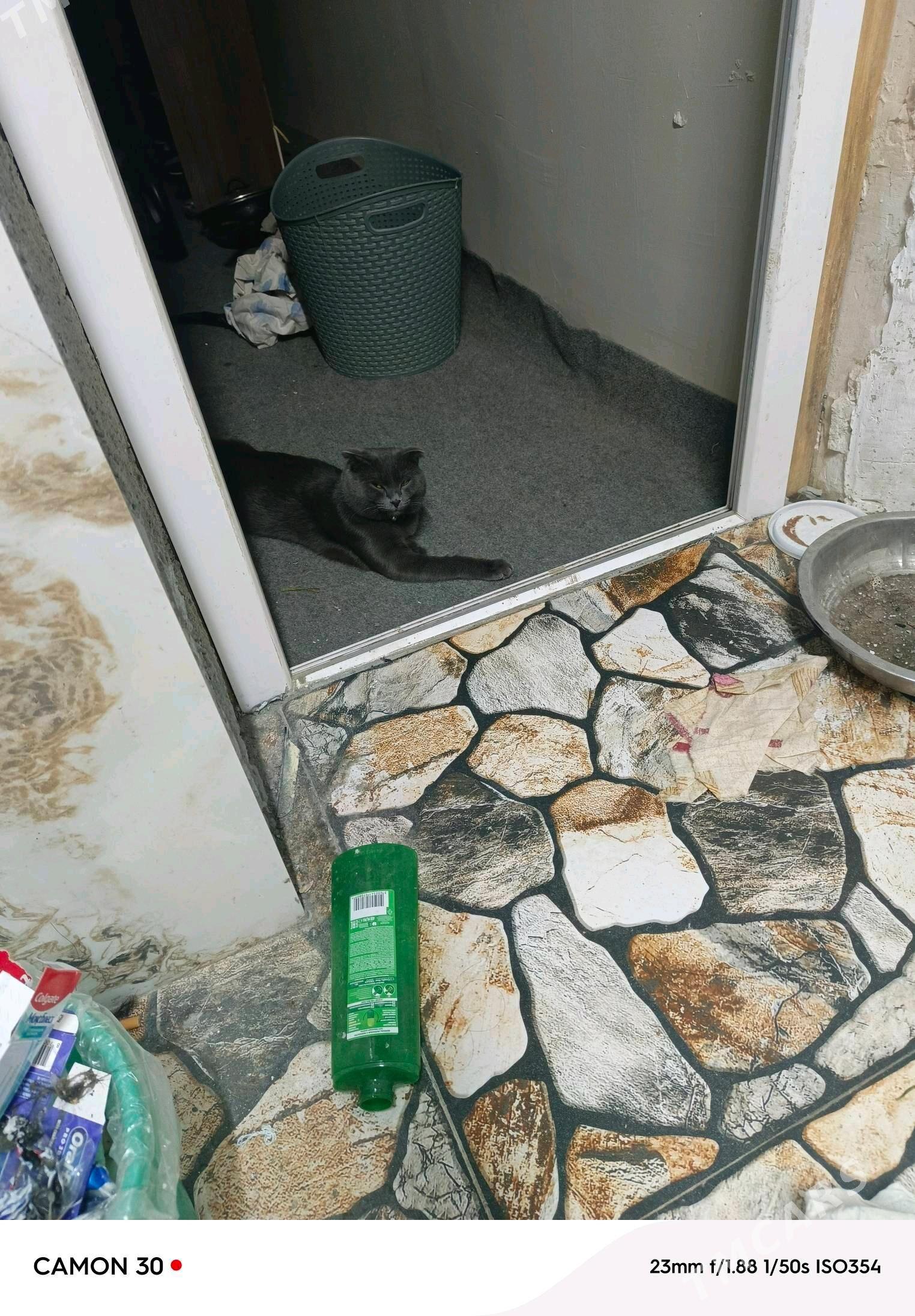 веслоухий кот - Garadamak Şor - img 4