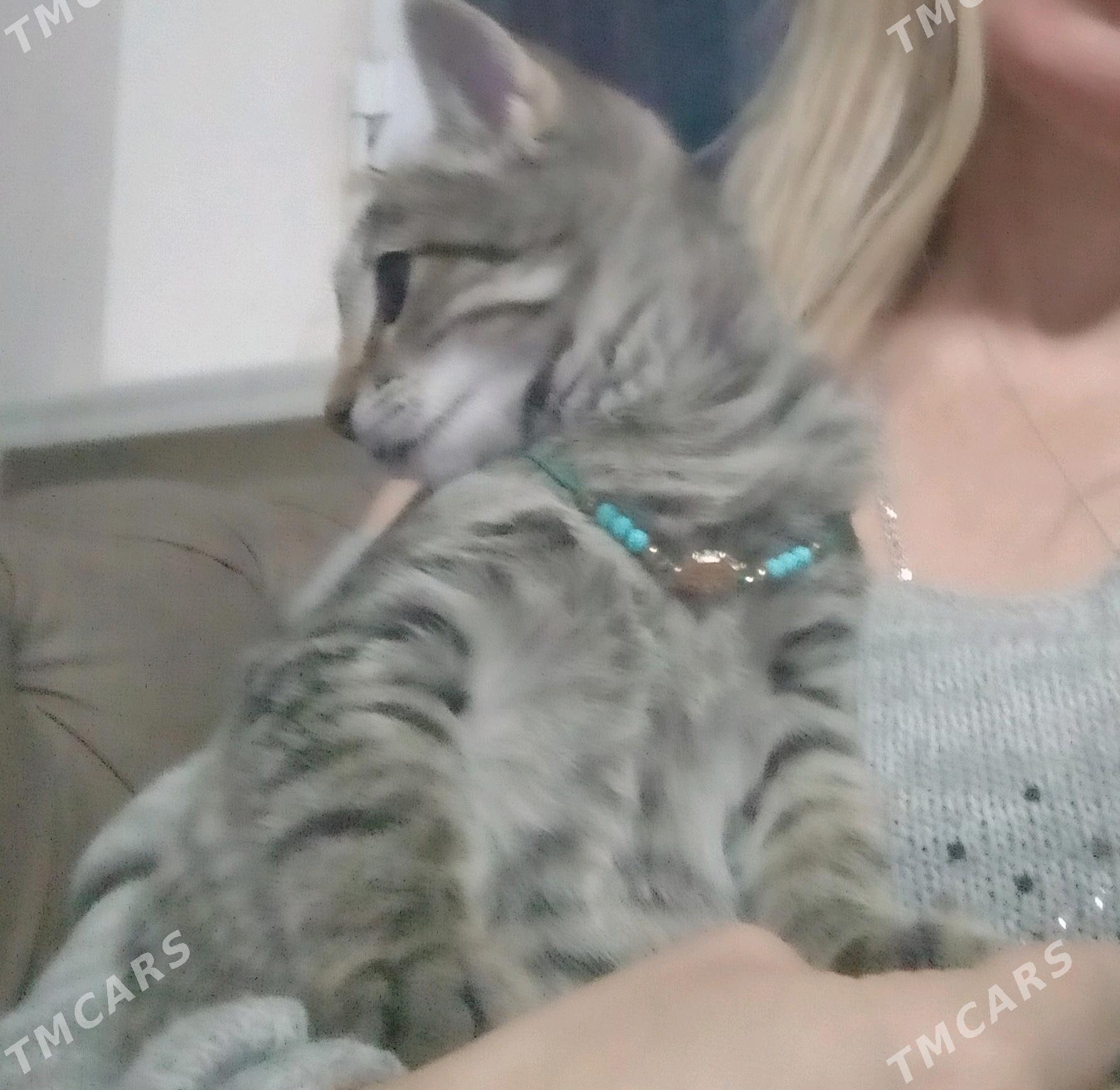 отдам котёнка в добрые руки - Ашхабад - img 4