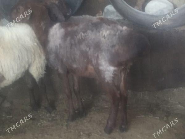 Gisar Goc - Ашхабад - img 1