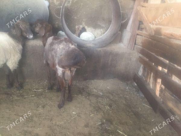 Gisar Goc - Ашхабад - img 2