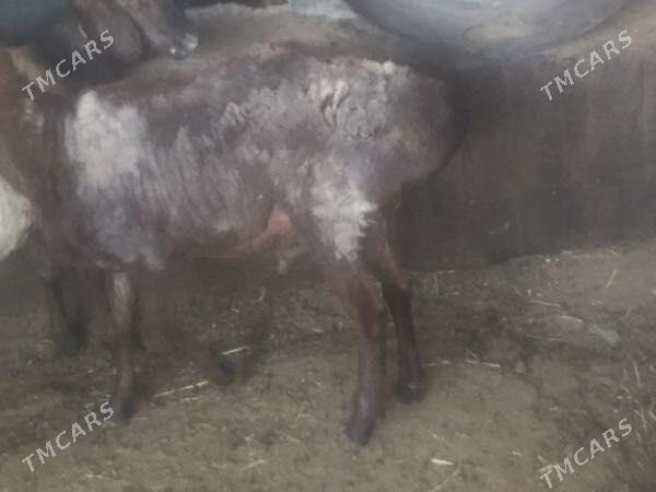 Gisar Goc - Ашхабад - img 8