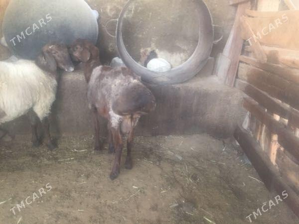 Gisar Goc - Ашхабад - img 4