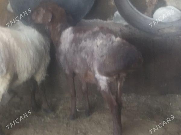 Gisar Goc - Ашхабад - img 7