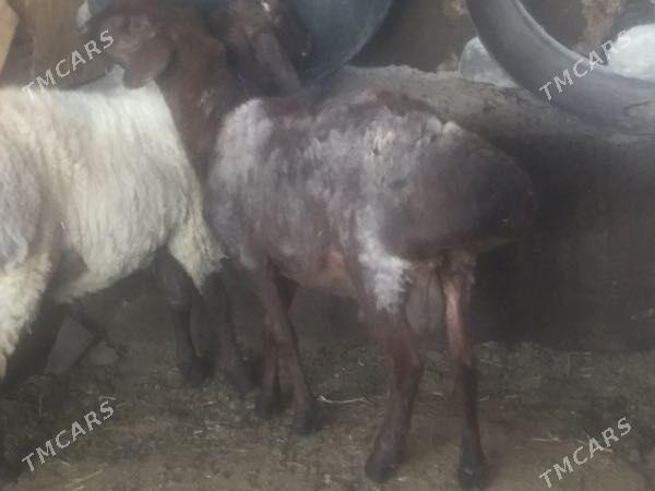 Gisar Goc - Ашхабад - img 3