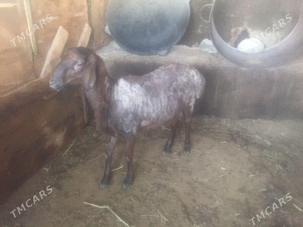 Gisar Goc - Ашхабад - img 5