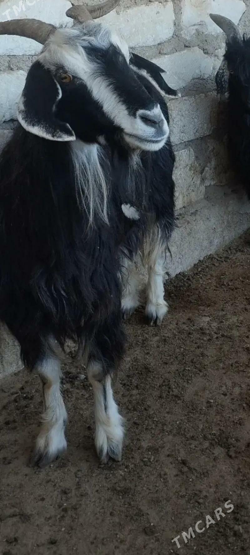 gechi - Türkmenbaşy - img 3