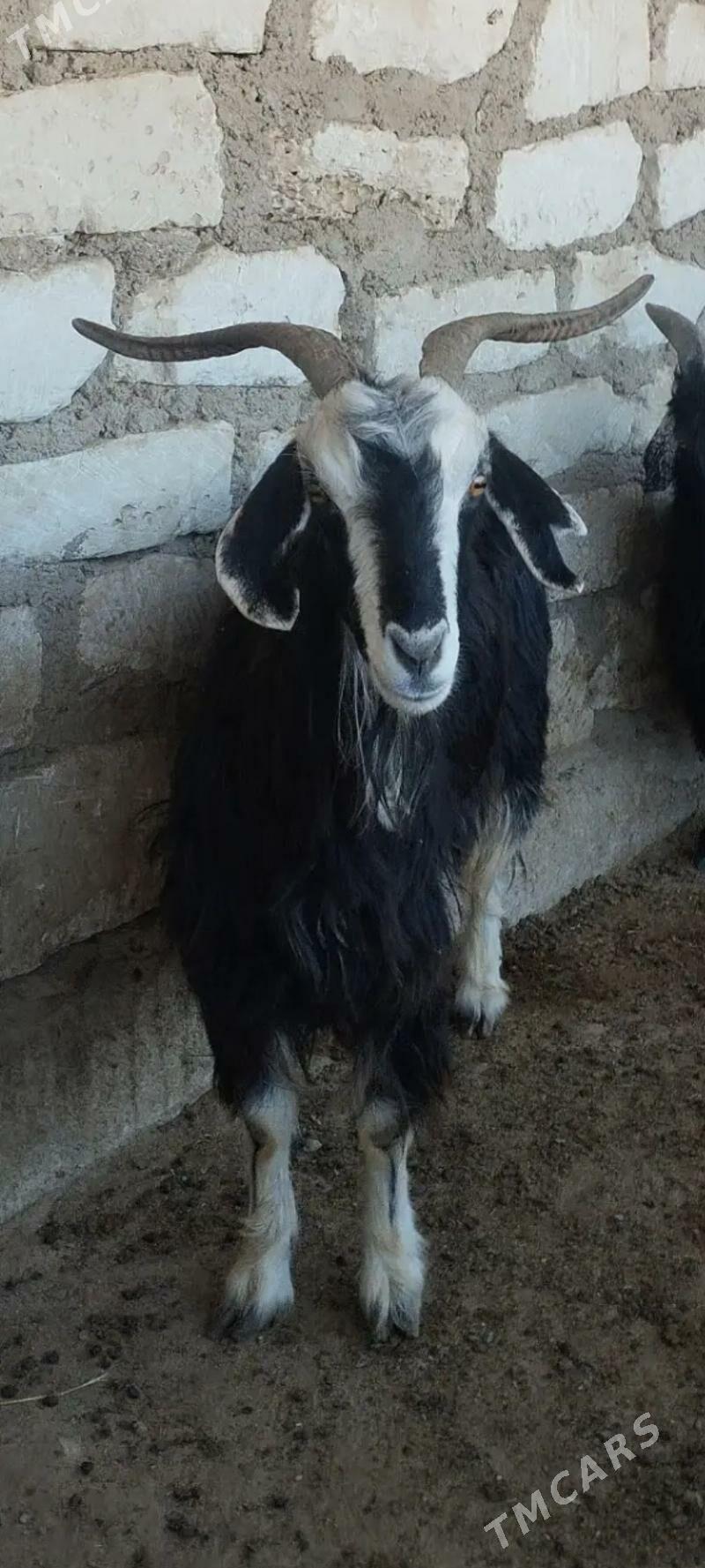 gechi - Türkmenbaşy - img 2