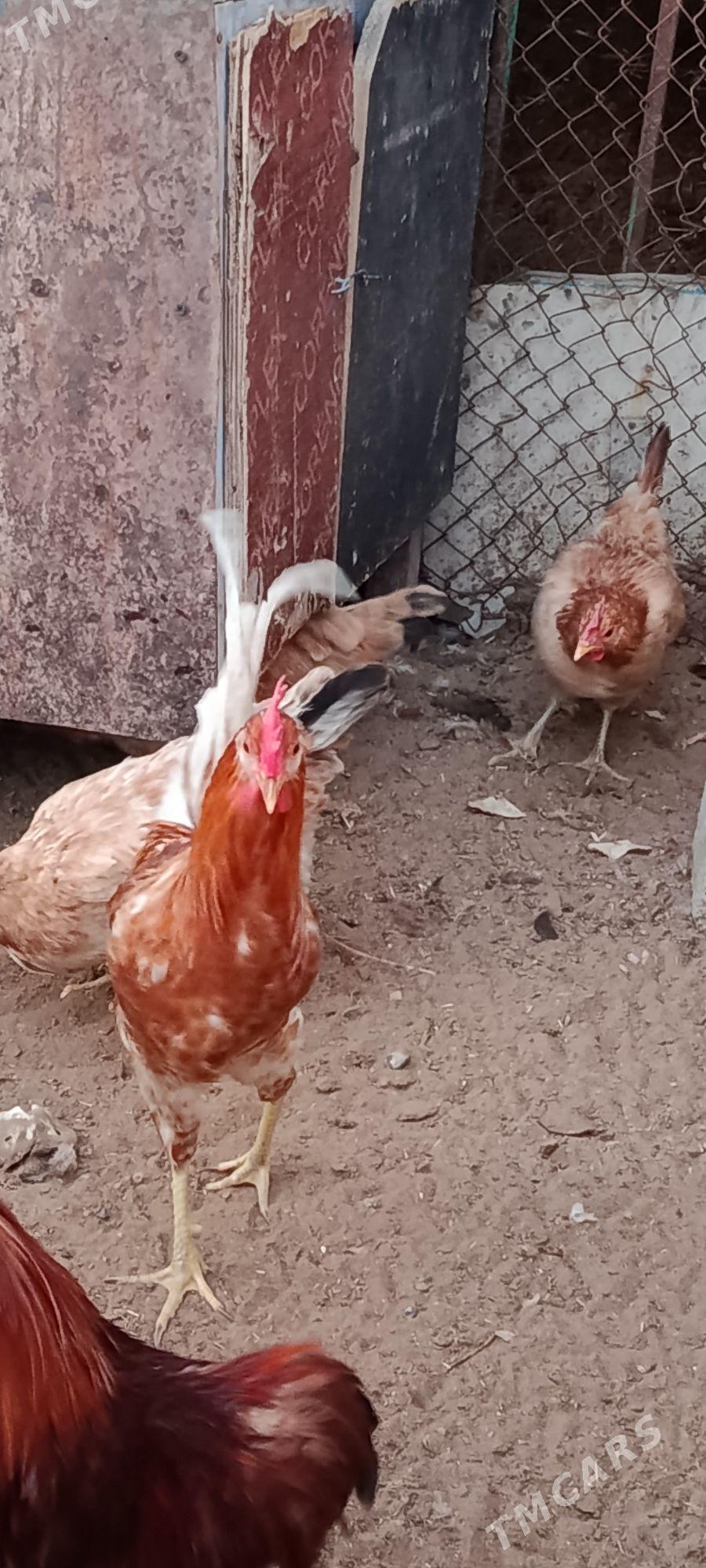 Horaz - Çoganly - img 1