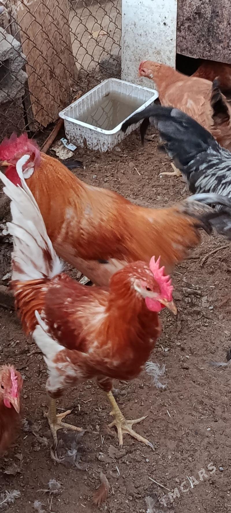 Horaz - Çoganly - img 2