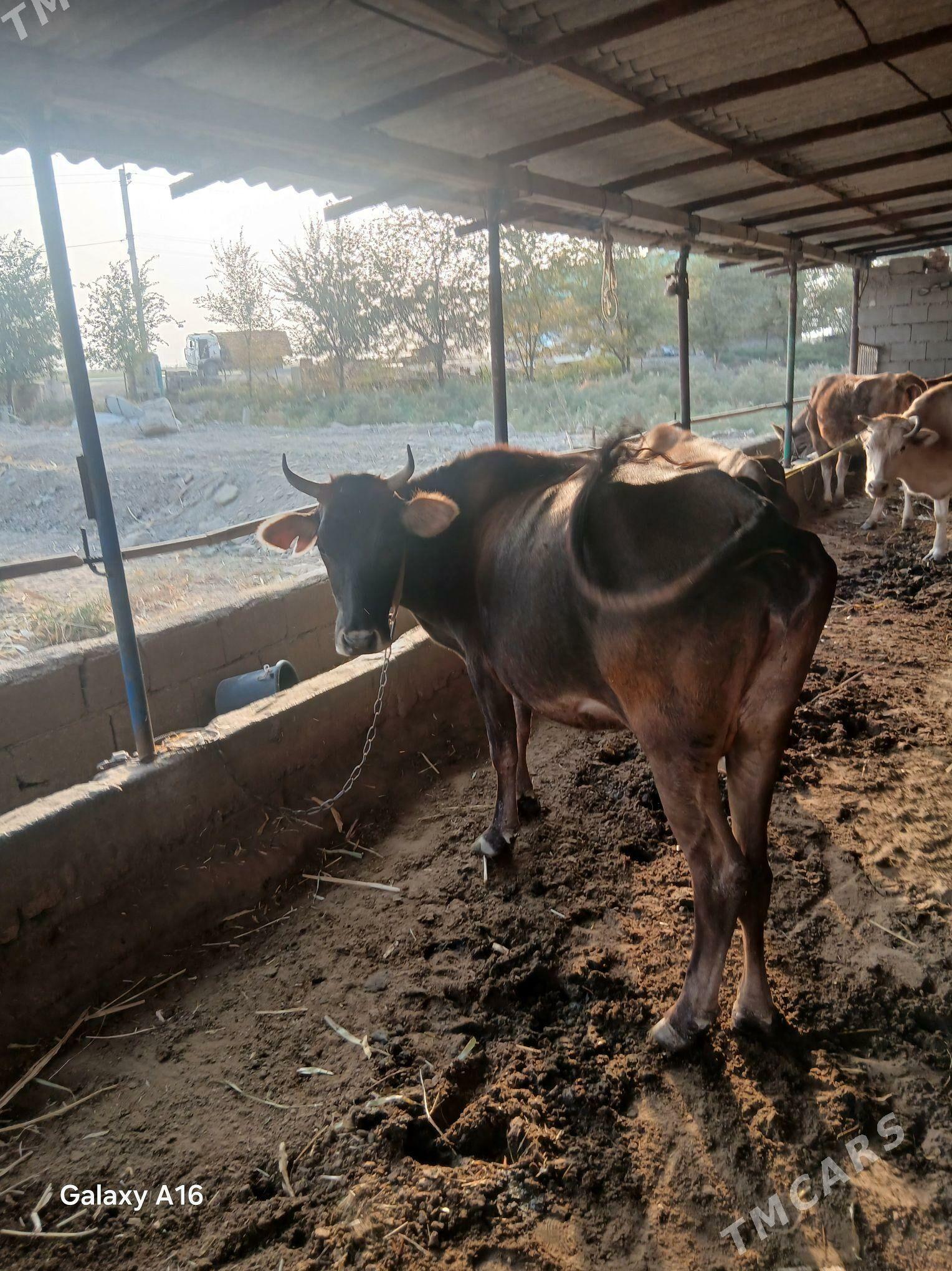 tohym sygyr - Gökdepe - img 1