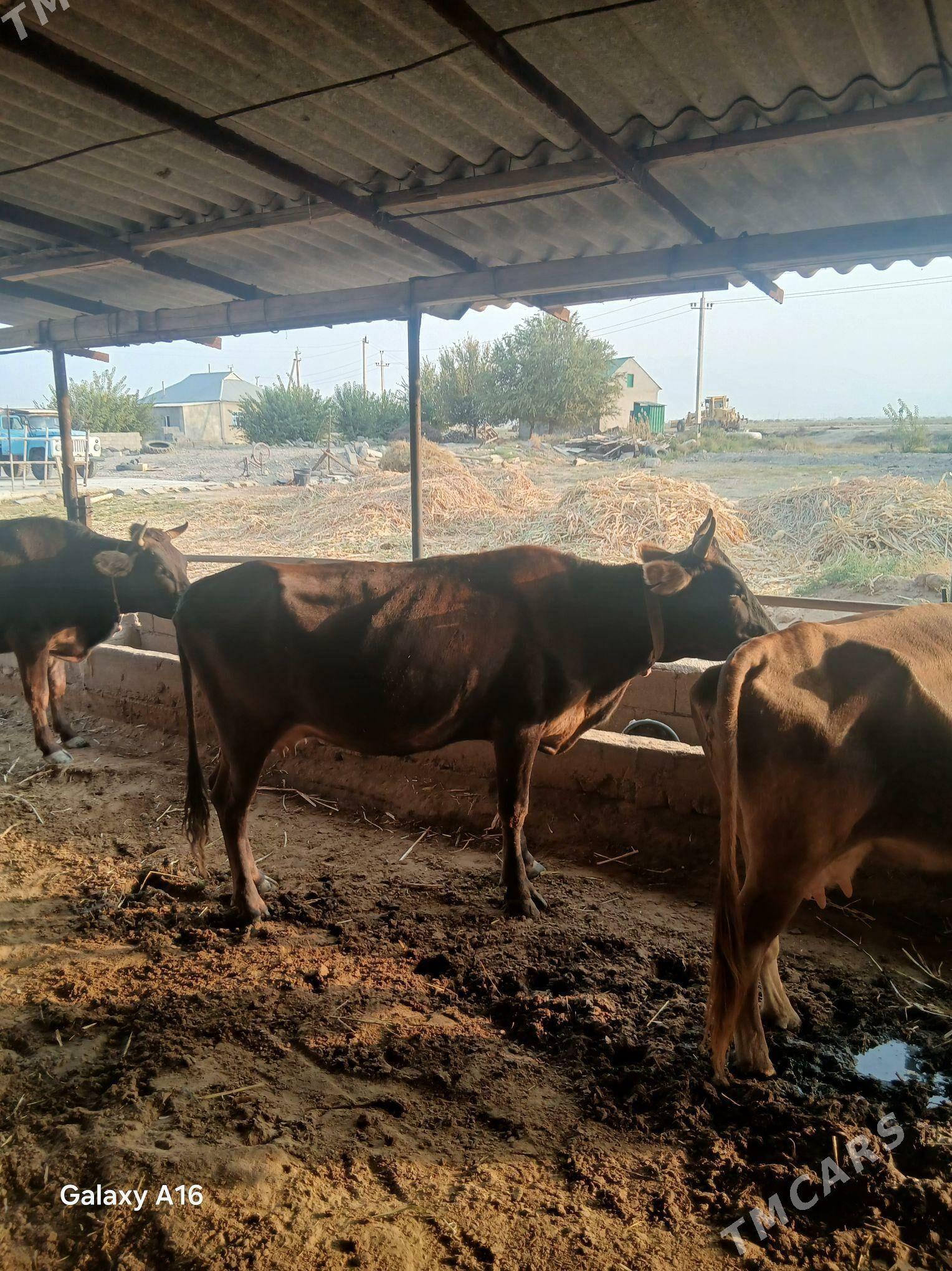 tohym sygyr - Gökdepe - img 4