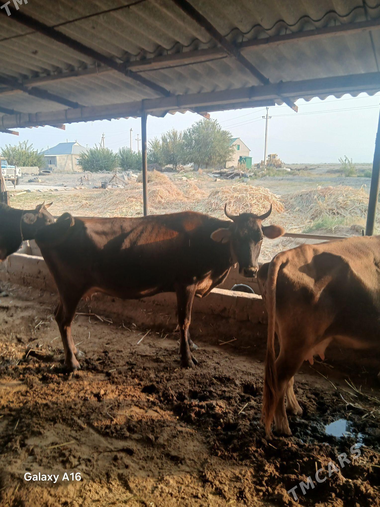 tohym sygyr - Gökdepe - img 3