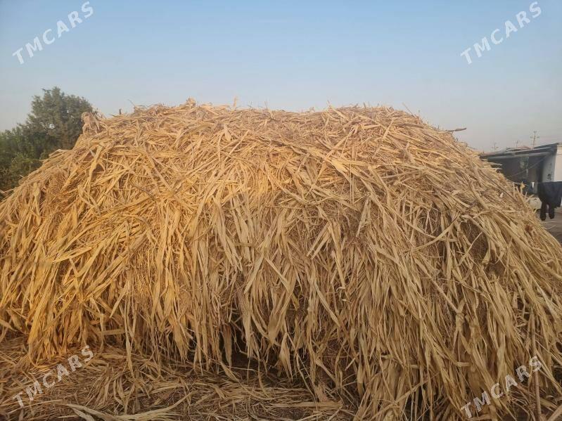 меке яш йорынжа - Дянев - img 5