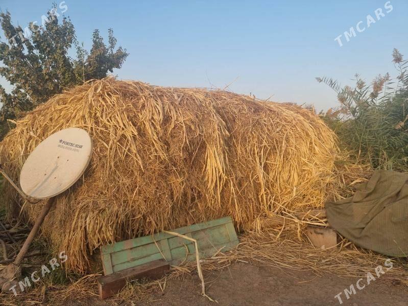 меке яш йорынжа - Дянев - img 3