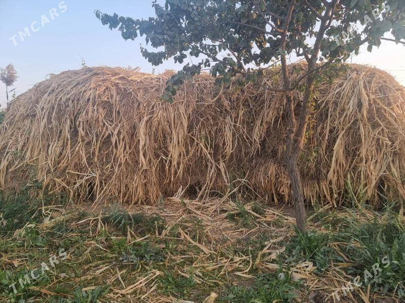 меке яш йорынжа - Дянев - img 4