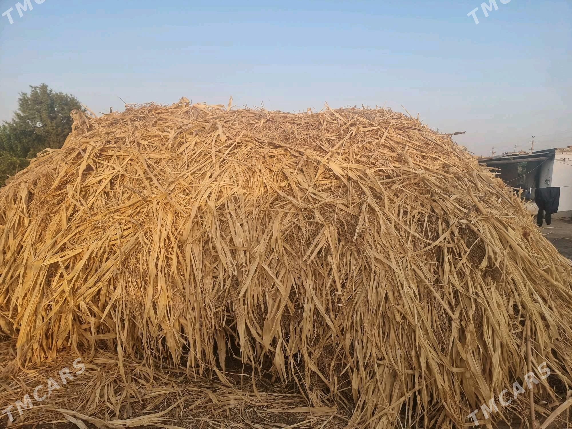 меке яш йорынжа - Дянев - img 8