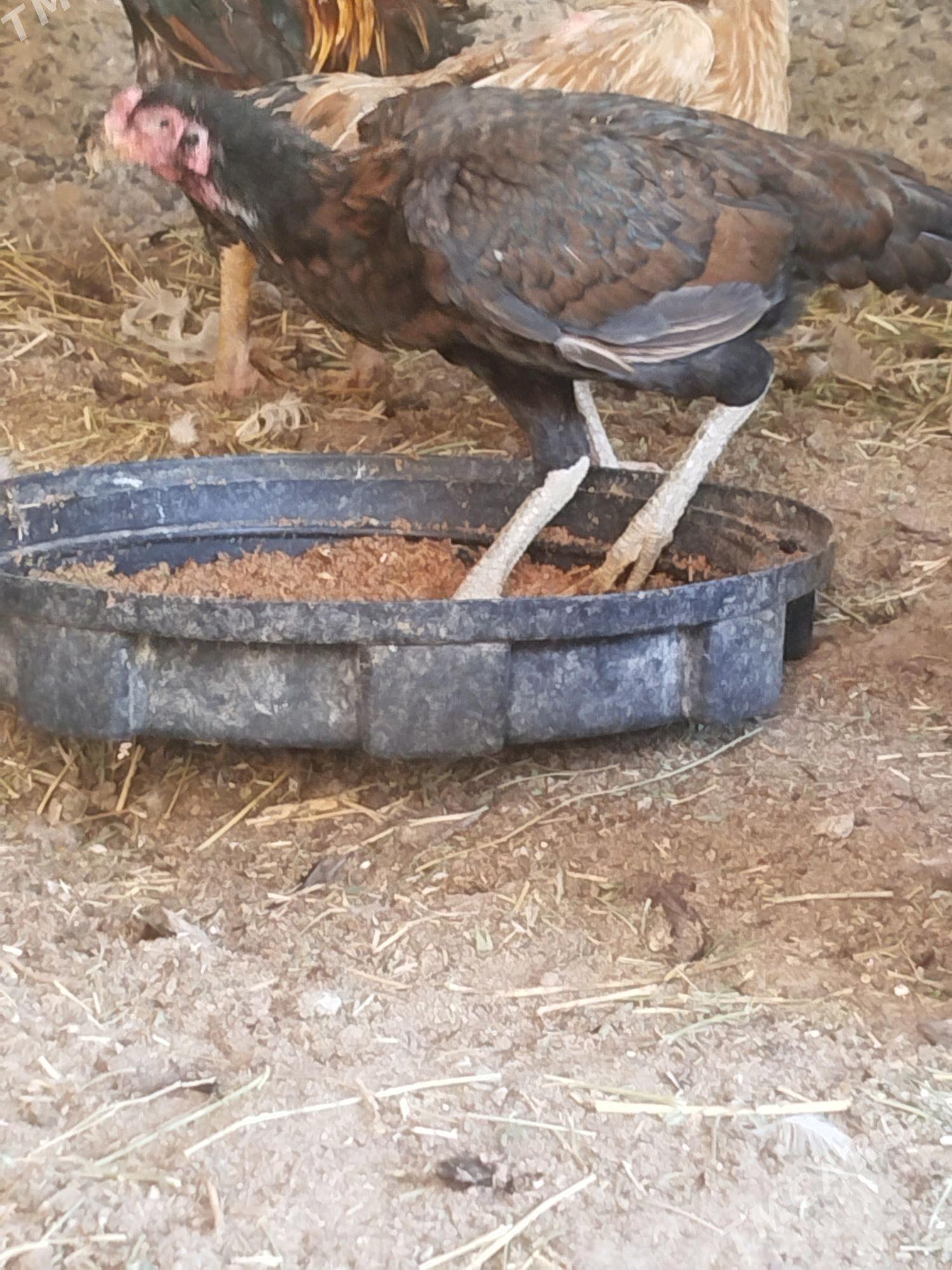 towuklar - Türkmenabat - img 3