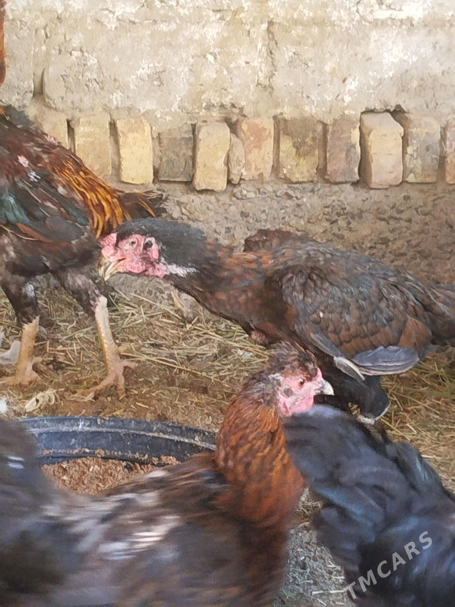 towuklar - Türkmenabat - img 4