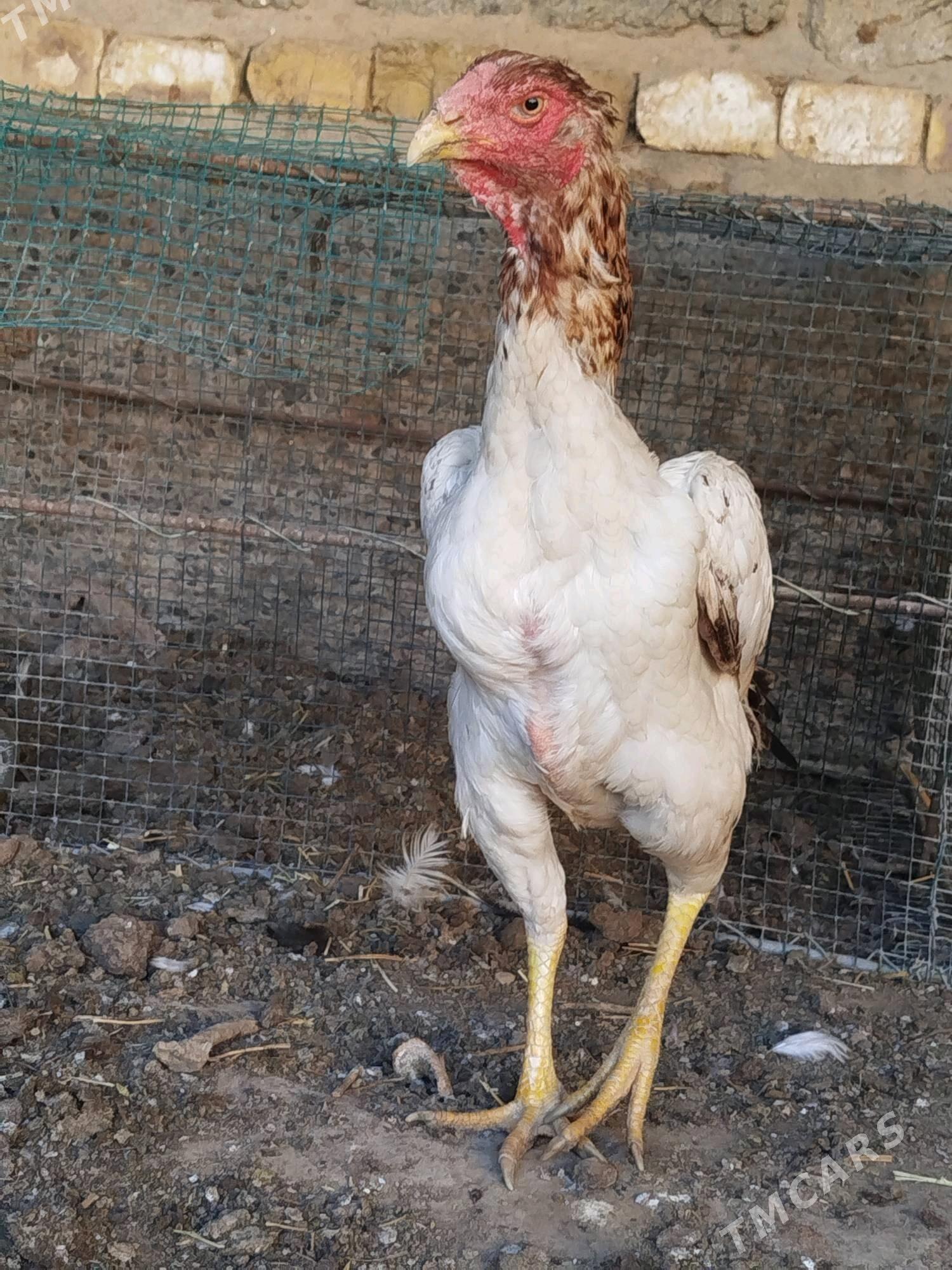 towuklar - Türkmenabat - img 2