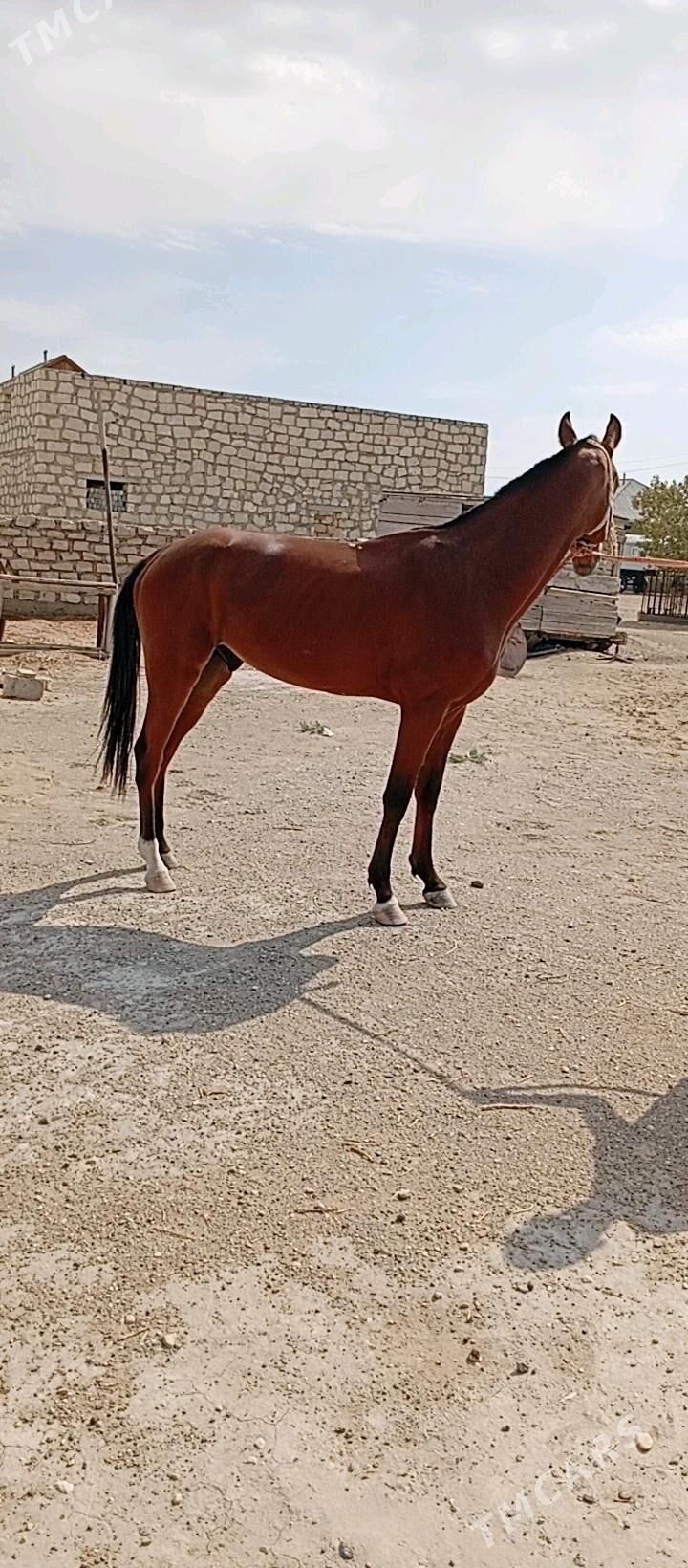 At - Гумдаг - img 1