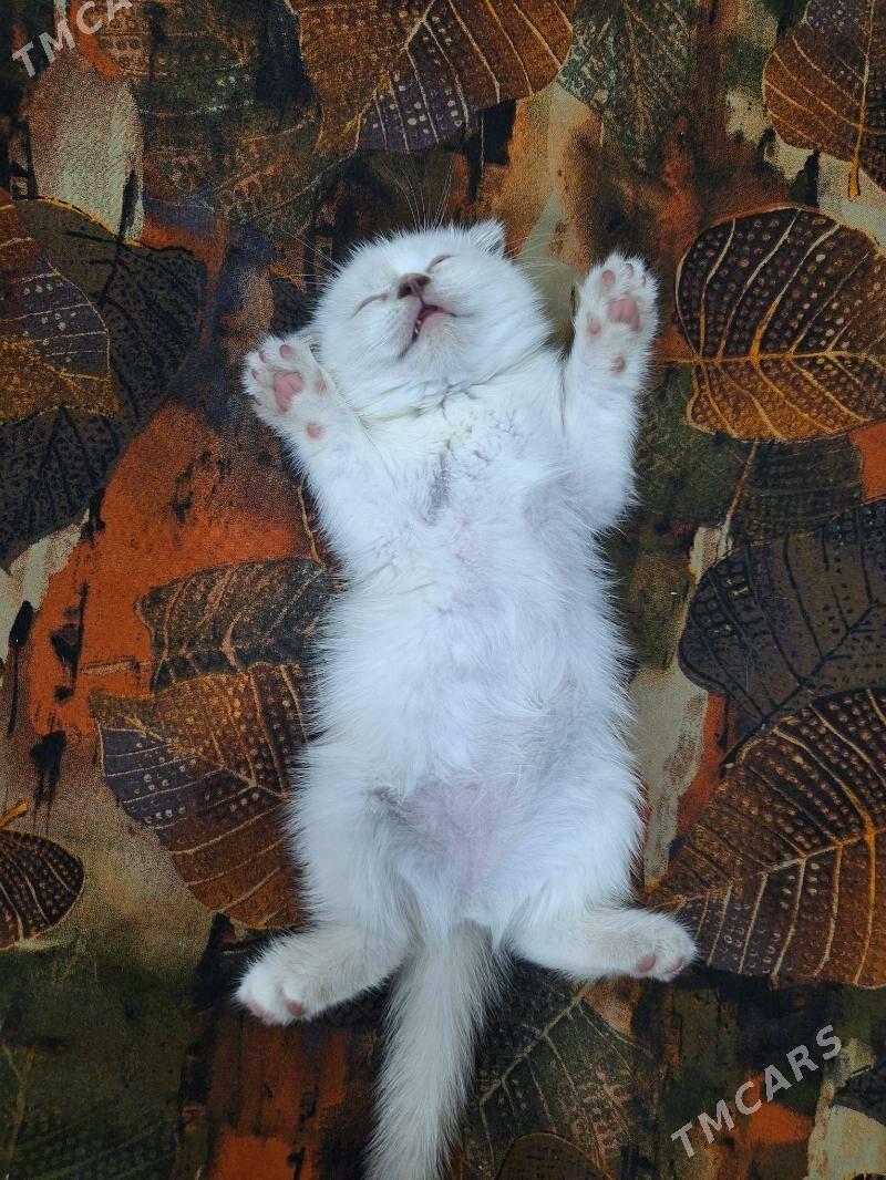 shotland wislouha pishikler - Дашогуз - img 5