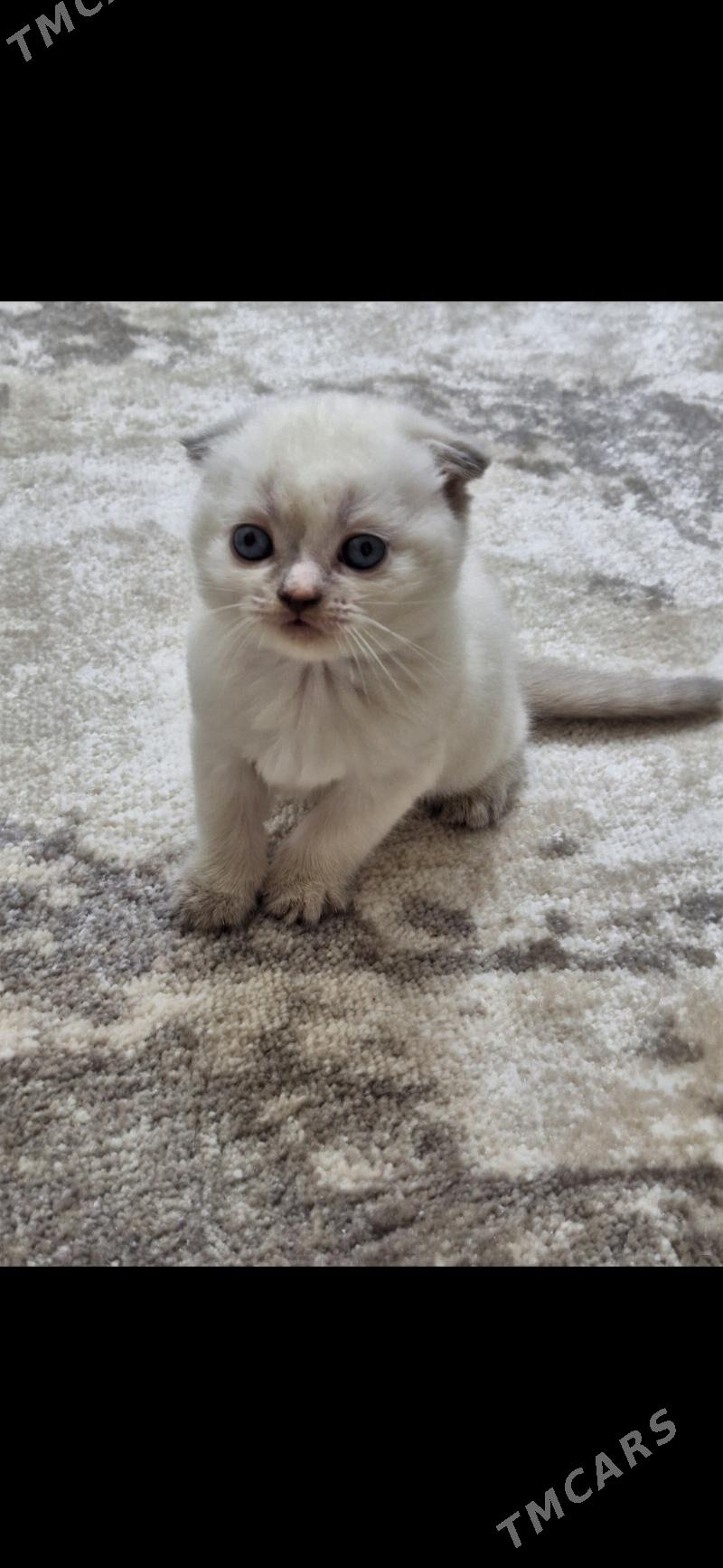 shotland wislouha pishikler - Дашогуз - img 4