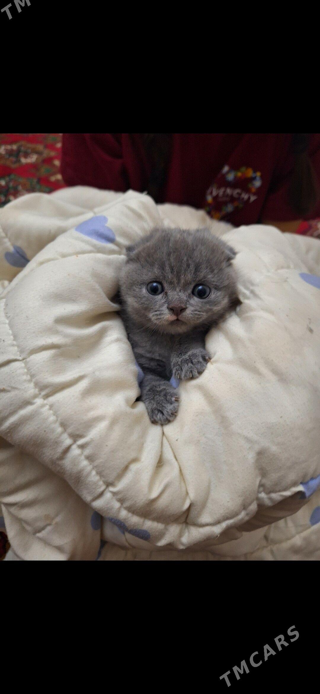 shotland wislouha pishikler - Дашогуз - img 2