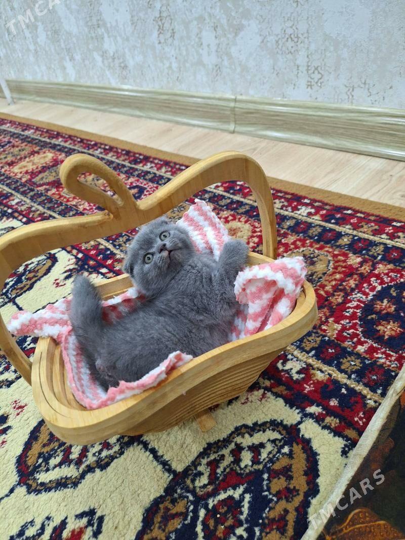 shotland wislouha pishikler - Дашогуз - img 6