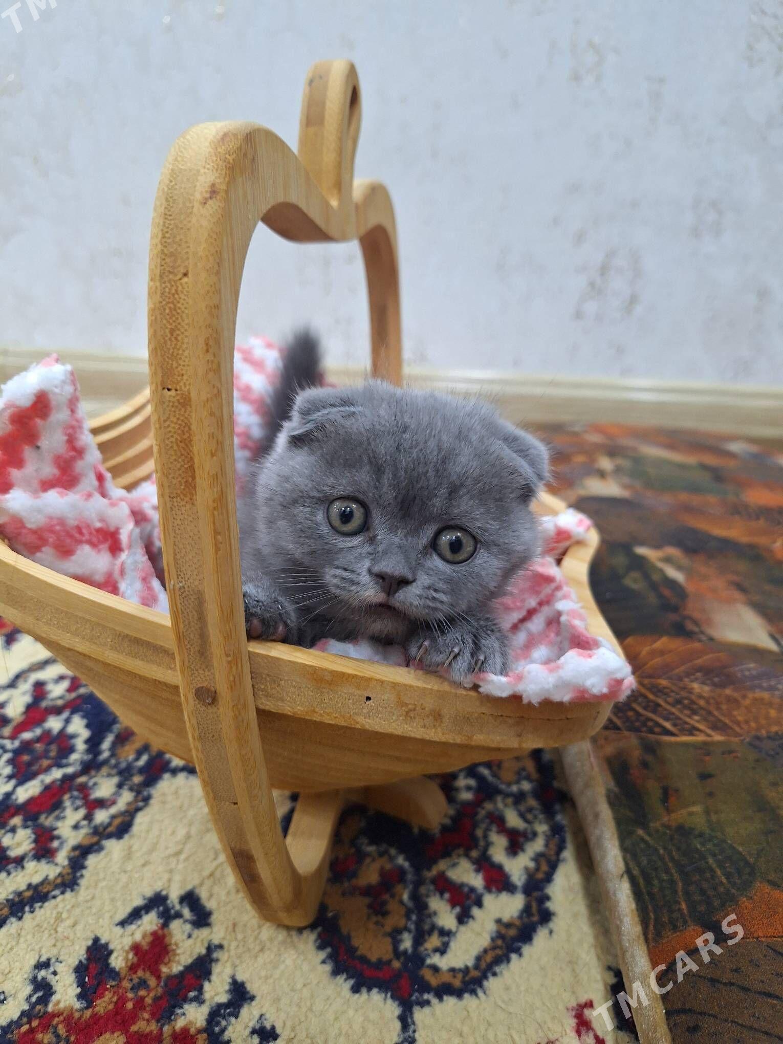 shotland wislouha pishikler - Дашогуз - img 1