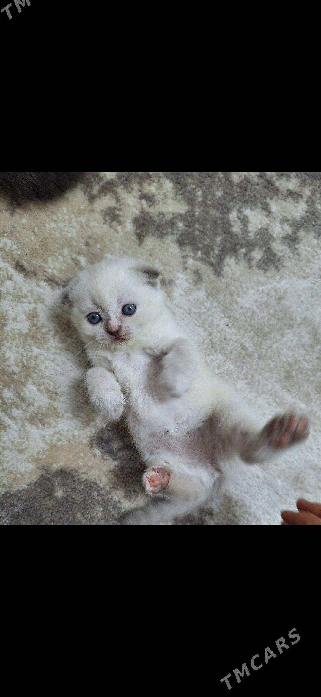 shotland wislouha pishikler - Дашогуз - img 7