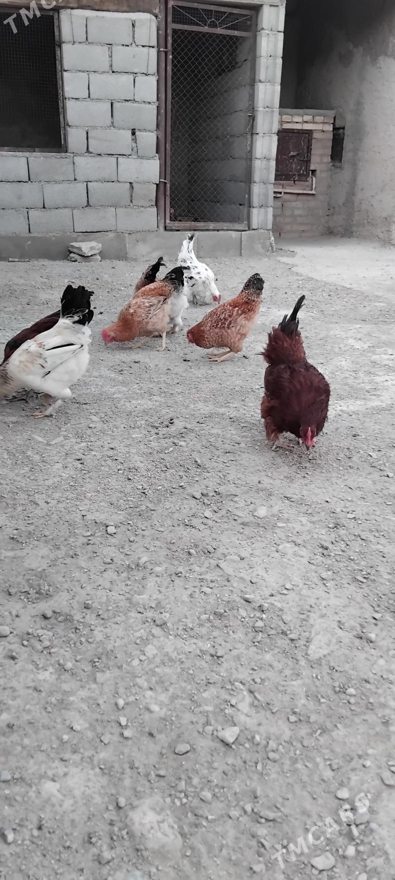 horaz - Гызыларбат - img 1