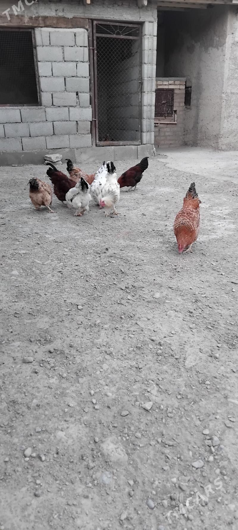 horaz - Гызыларбат - img 2