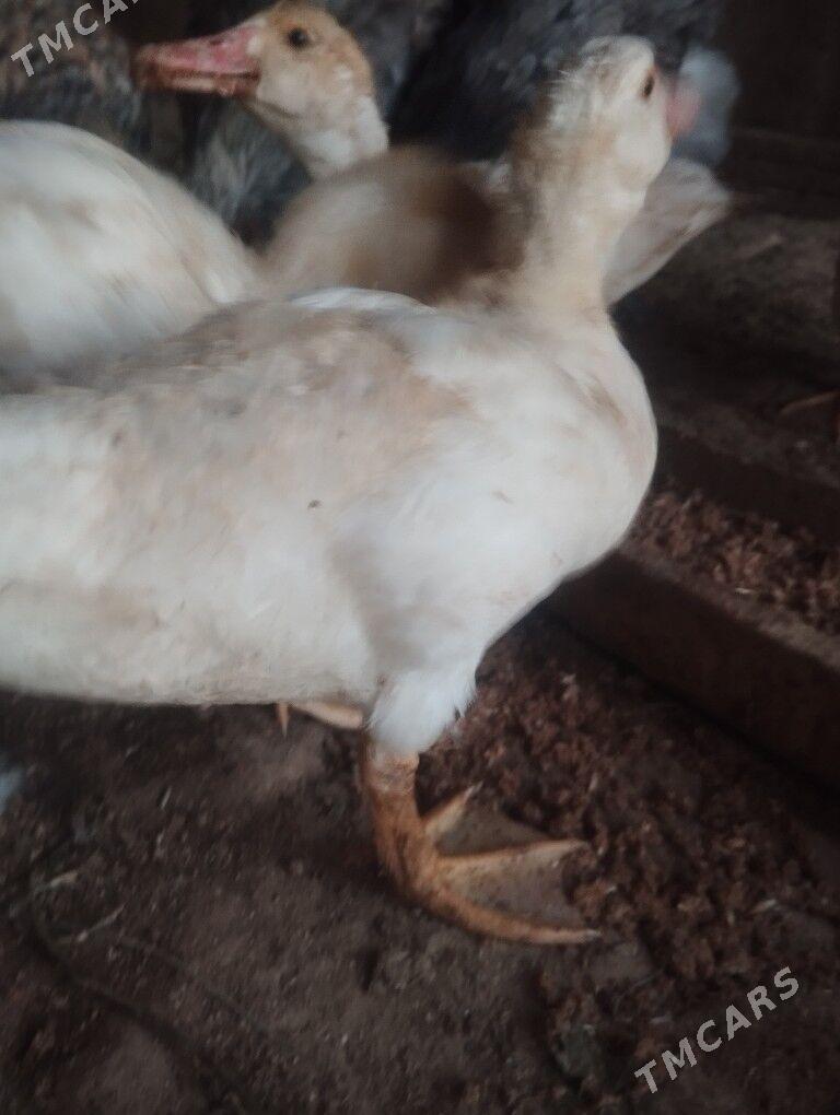 ördek - Murgap - img 2