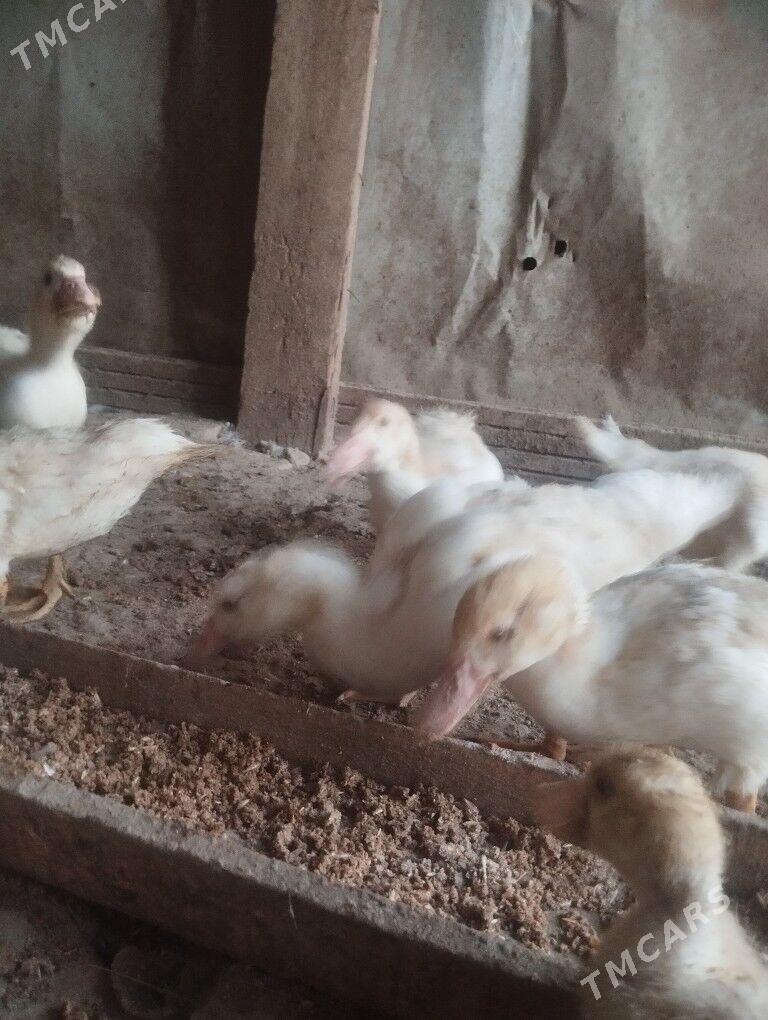 ördek - Murgap - img 4