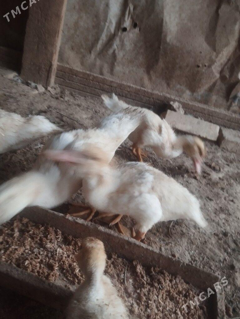 ördek - Murgap - img 5