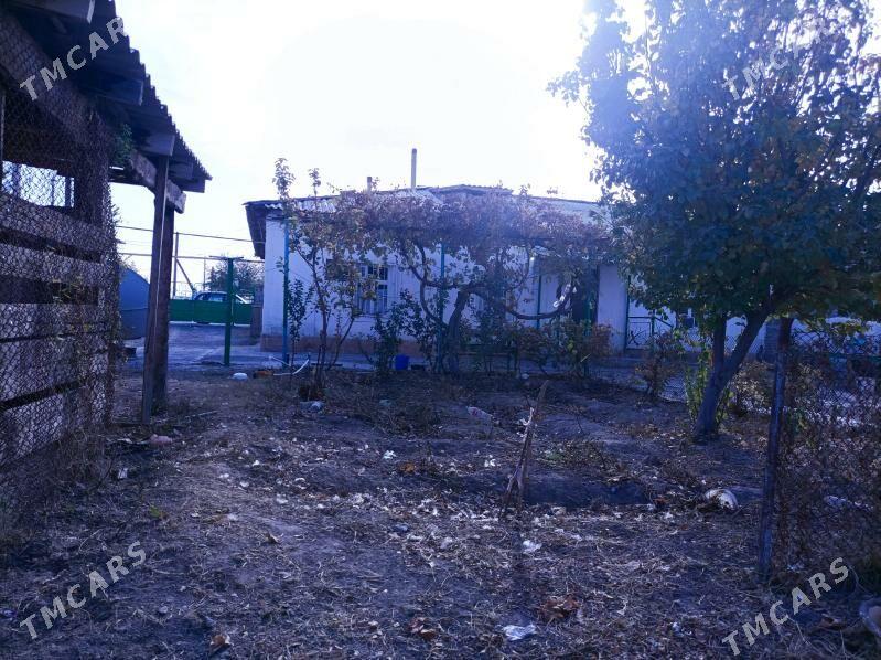 jay daca - Gyzylarbat - img 6