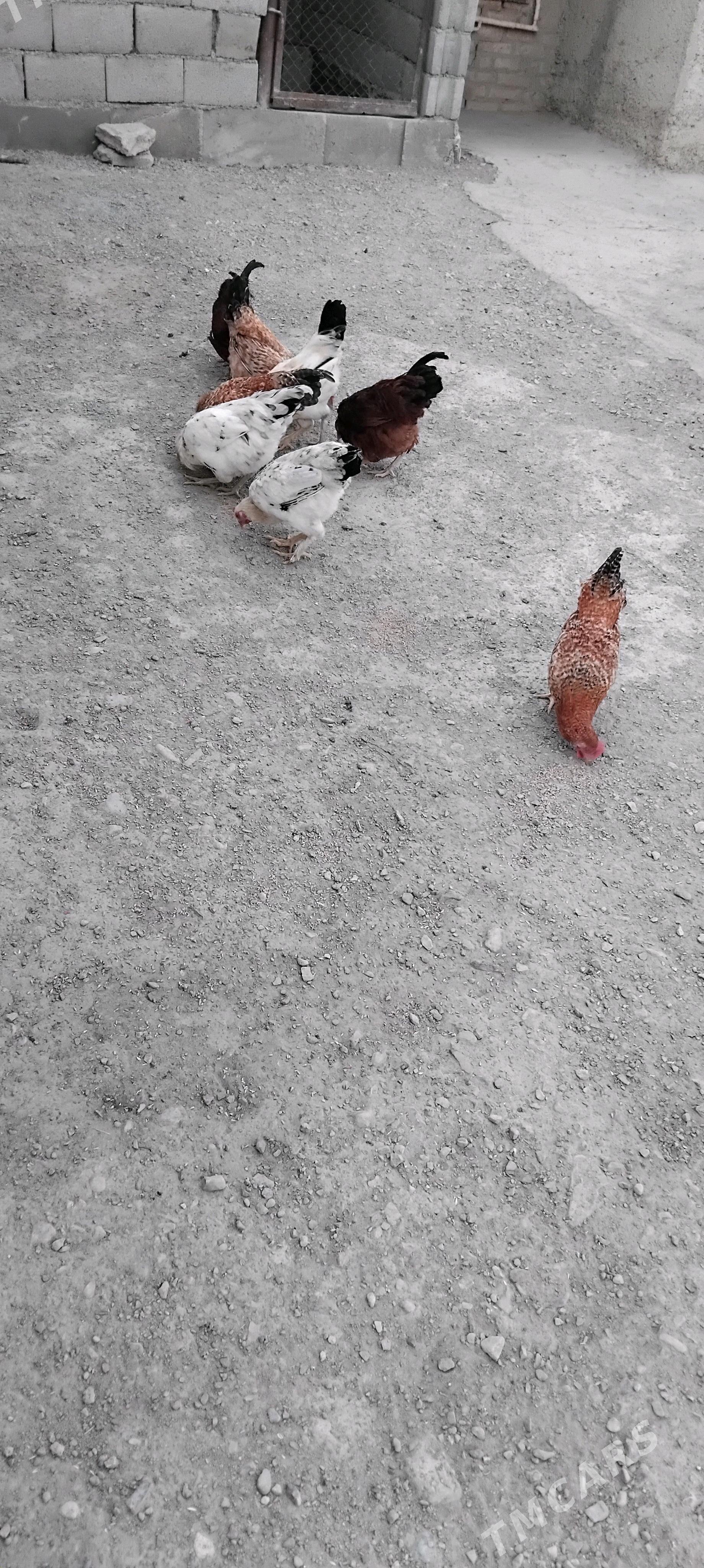 horaz - Гызыларбат - img 3