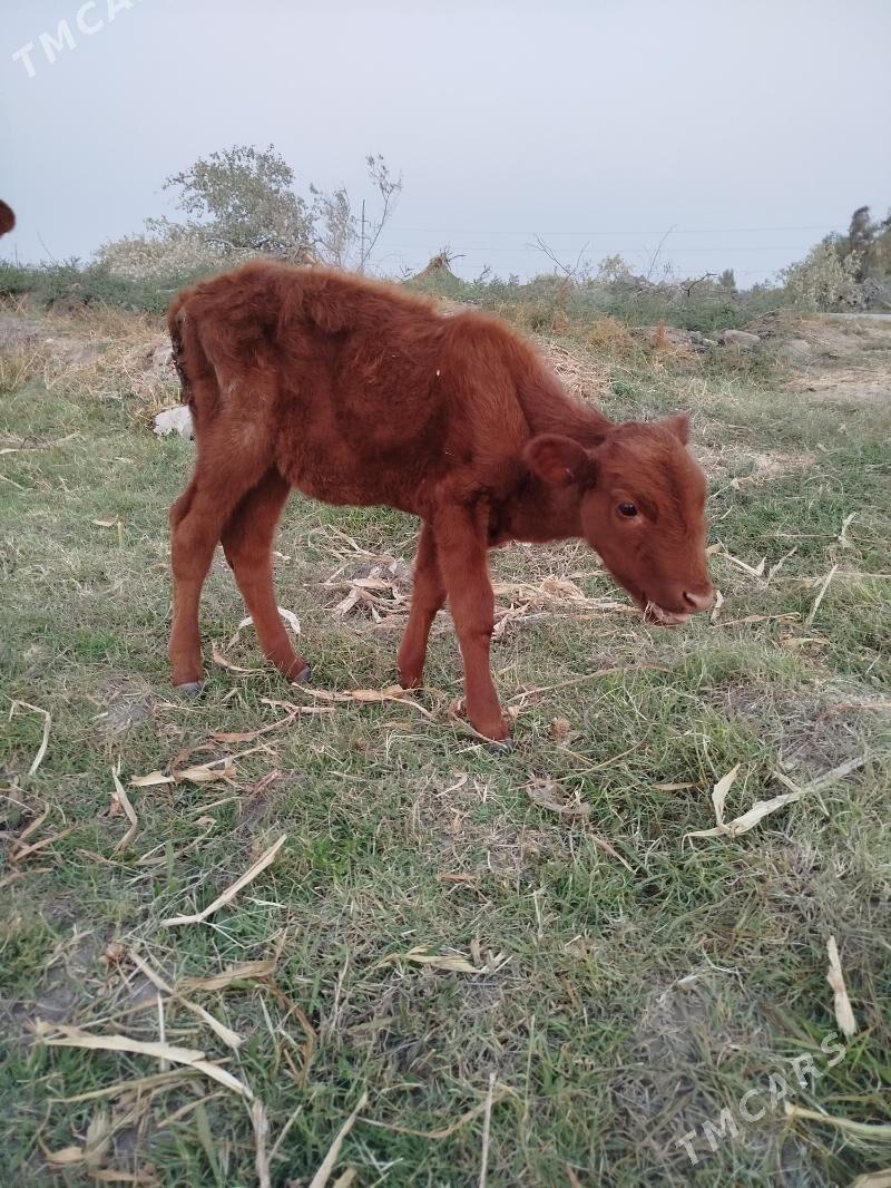 sygyr - Туркменабат - img 2