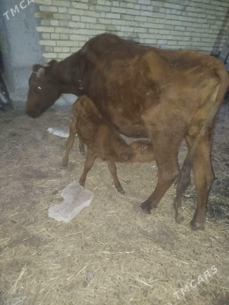 sygyr - Туркменабат - img 1